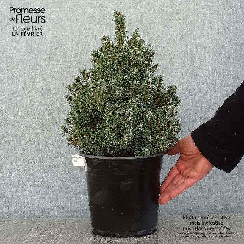 Picea glauca Sander's Blue Vaso da 4L/5L esemplare consegnato in inverno