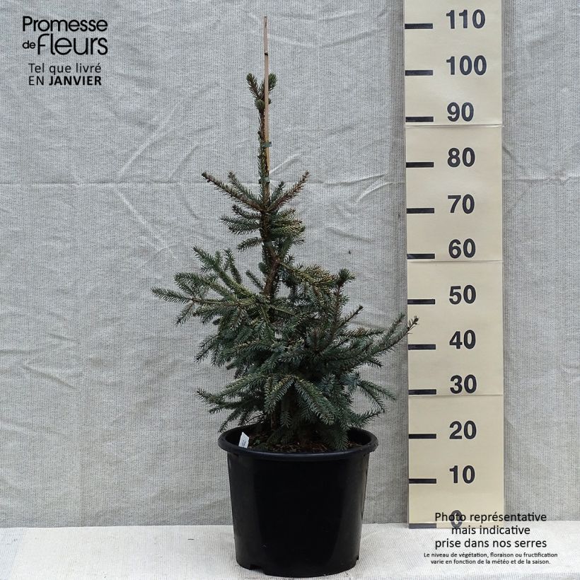 Picea mariana Aurea Vaso da 12L/15L esemplare consegnato in inverno