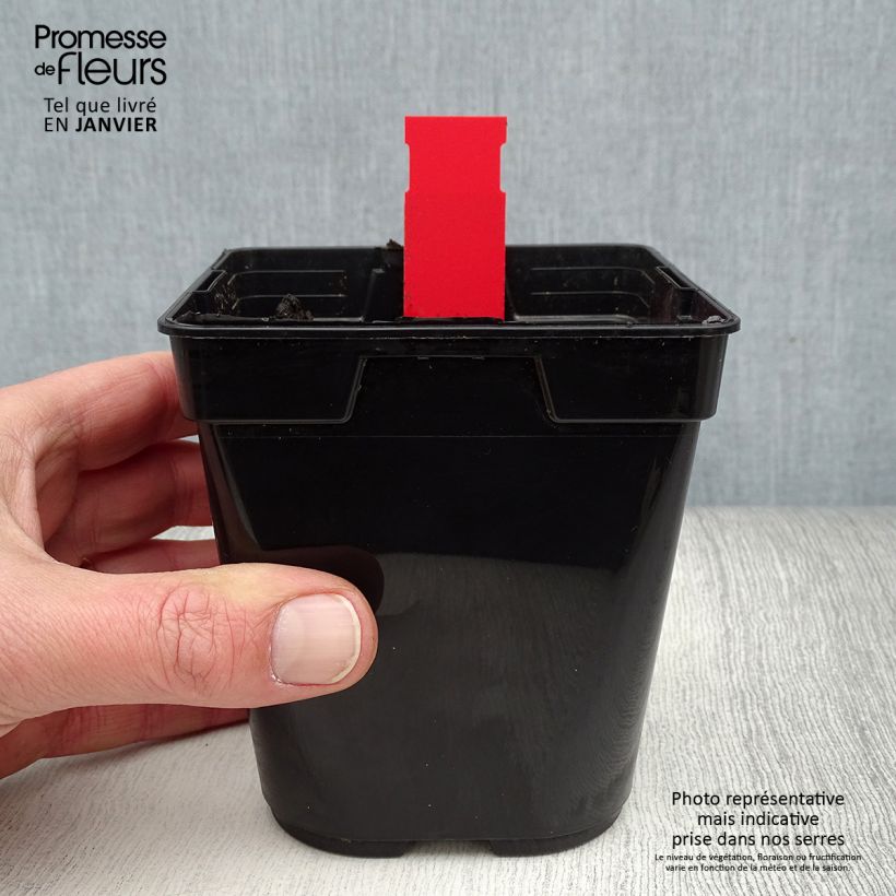 Epipactis gigantea Night Serpentine Vaso da 1L/1,5L esemplare consegnato in inverno