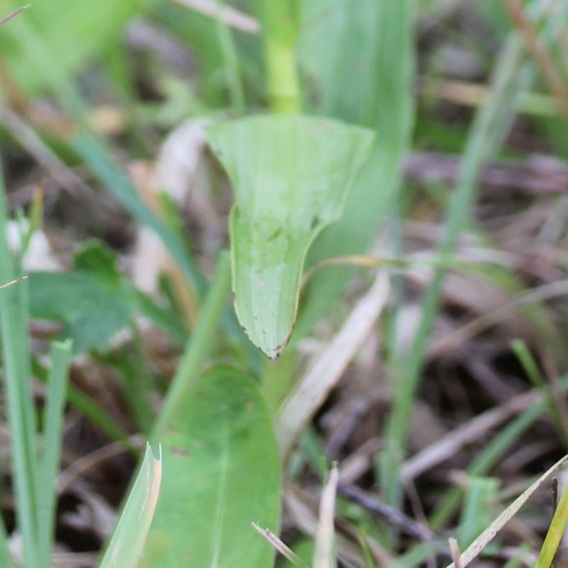 Epipactis palustris - Elleborine palustre (Fogliame)