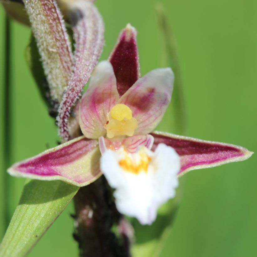 Epipactis palustris - Elleborine palustre (Fioritura)