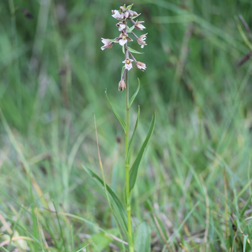Epipactis palustris - Elleborine palustre (Porto)