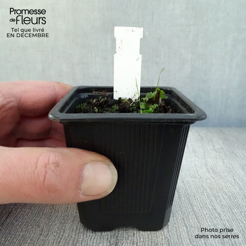 Epipactis palustris - Elleborine palustre Vasetto da 8/9 cm esemplare consegnato in inverno