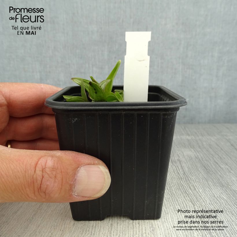 Epipactis palustris - Elleborine palustre Vasetto da 8/9 cm esemplare consegnato in primavera