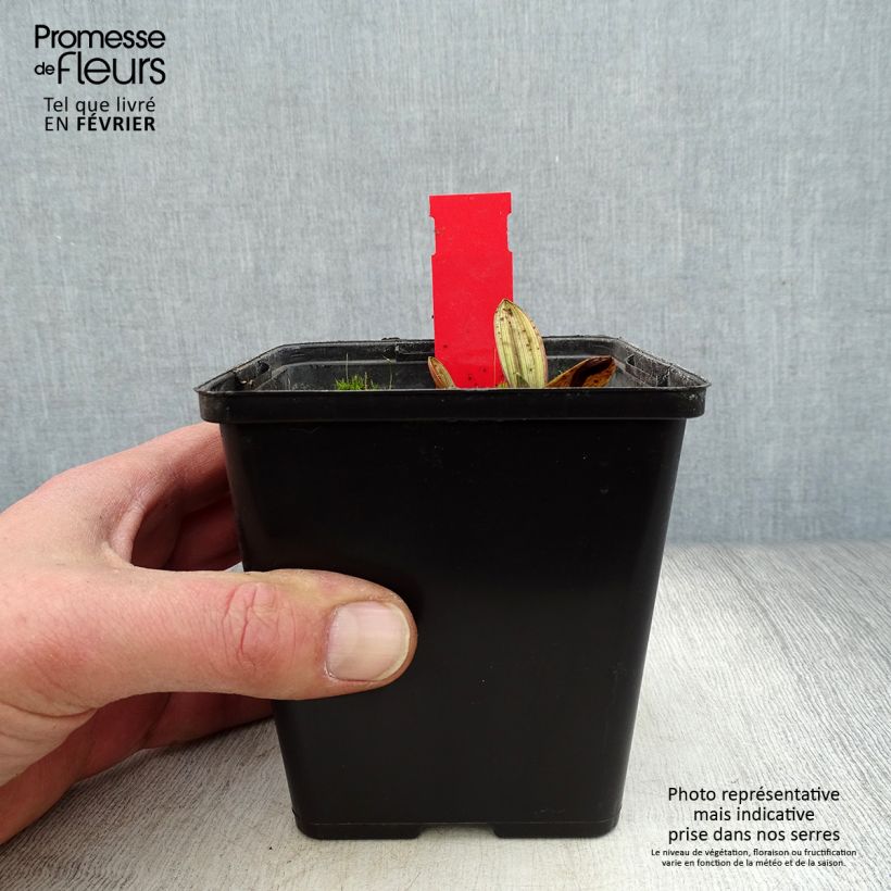 Epipactis palustris - Elleborine palustre Vaso da 1L/1,5L esemplare consegnato in inverno