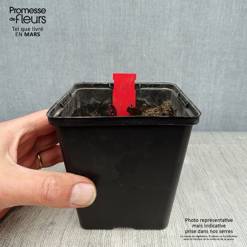 Epipactis palustris - Elleborine palustre Vaso da 1L/1,5L esemplare consegnato in primavera