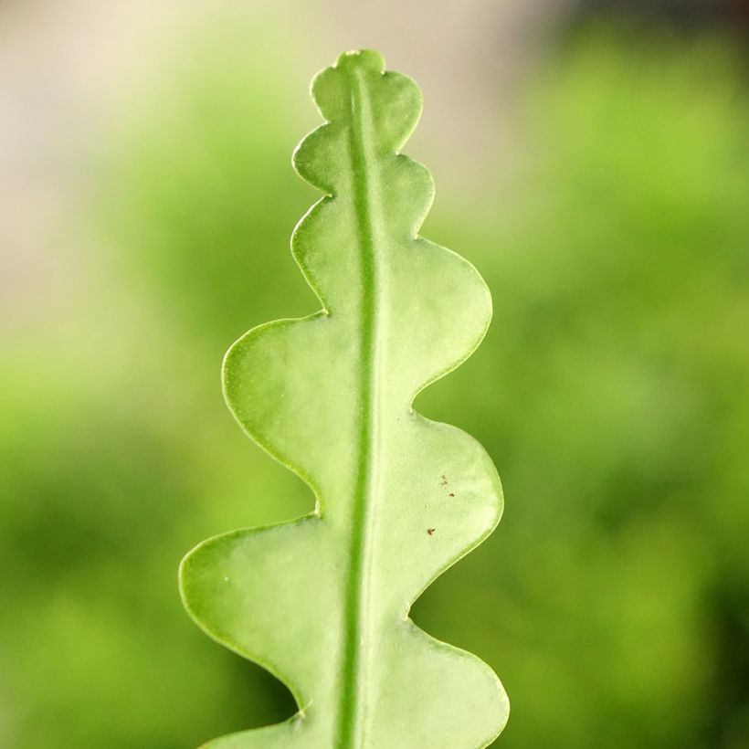 Epiphyllum anguliger - Cactus a lisca di pesce (Fogliame)