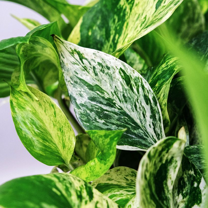 Epipremnum aureum Marble Queen - Pothos (Fogliame)