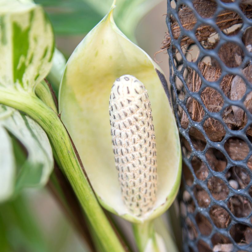 Epipremnum aureum Marble Queen - Pothos (Fioritura)