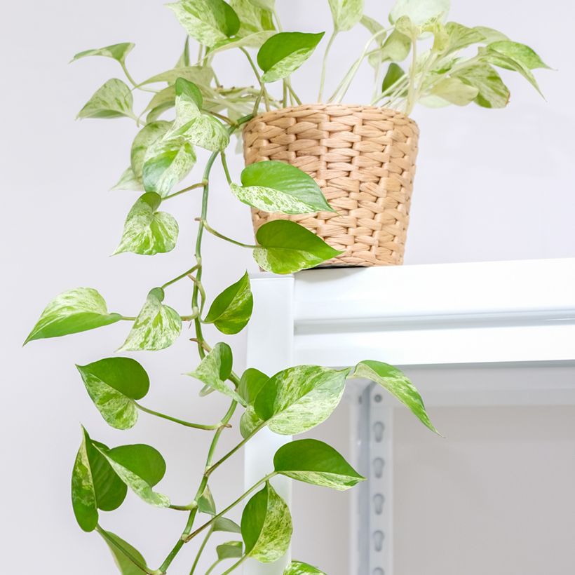 Epipremnum aureum Marble Queen - Pothos (Porto)