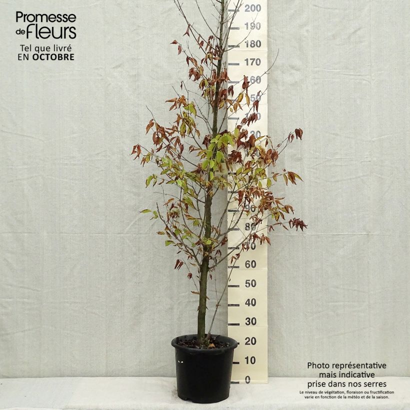 Esemplare di Acer carpinifolium Vaso da 7,5L/10L come consegnato in autunno