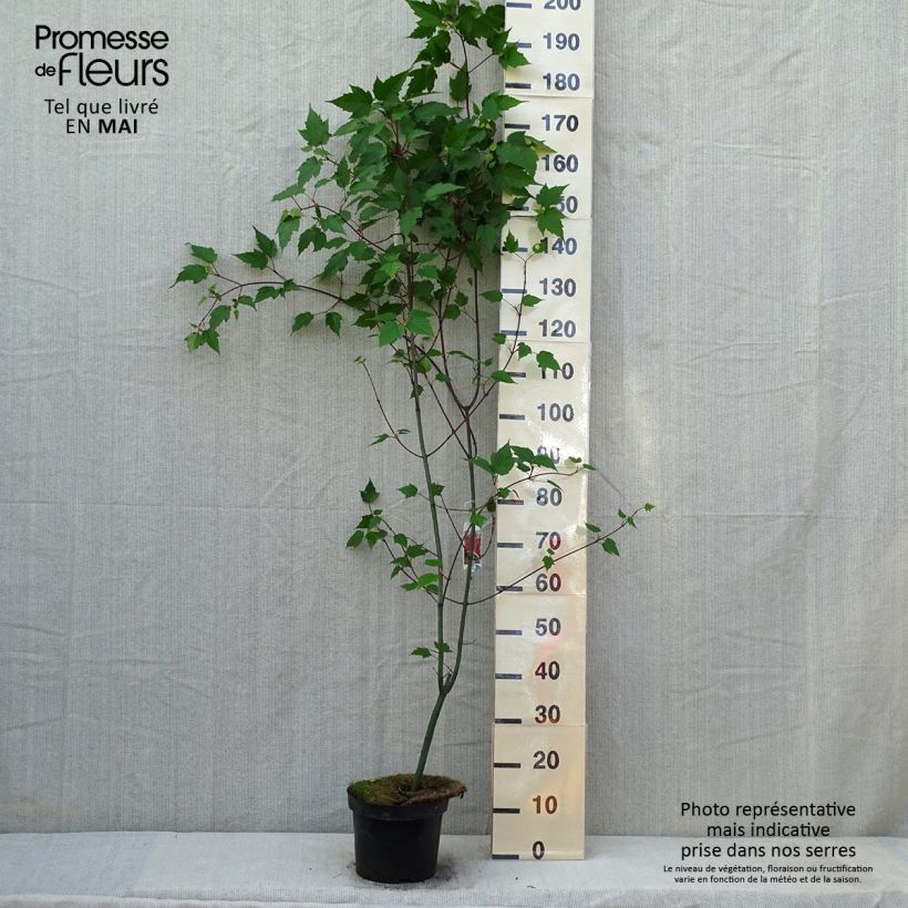 Acer capillipes Vaso da 7,5L/10L, Astone alto esemplare consegnato in primavera