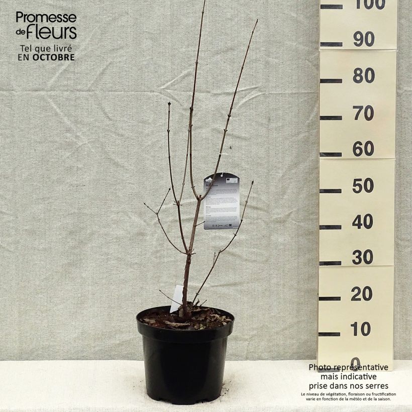 Esemplare di Acer griseum - Acero grigio Vaso da 7,5L/10L come consegnato in autunno