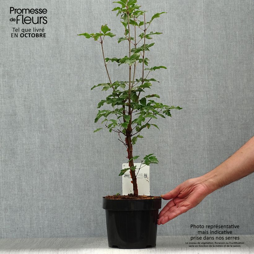 Esemplare di Acer griseum - Acero grigio Vaso da 3L/4L come consegnato in autunno