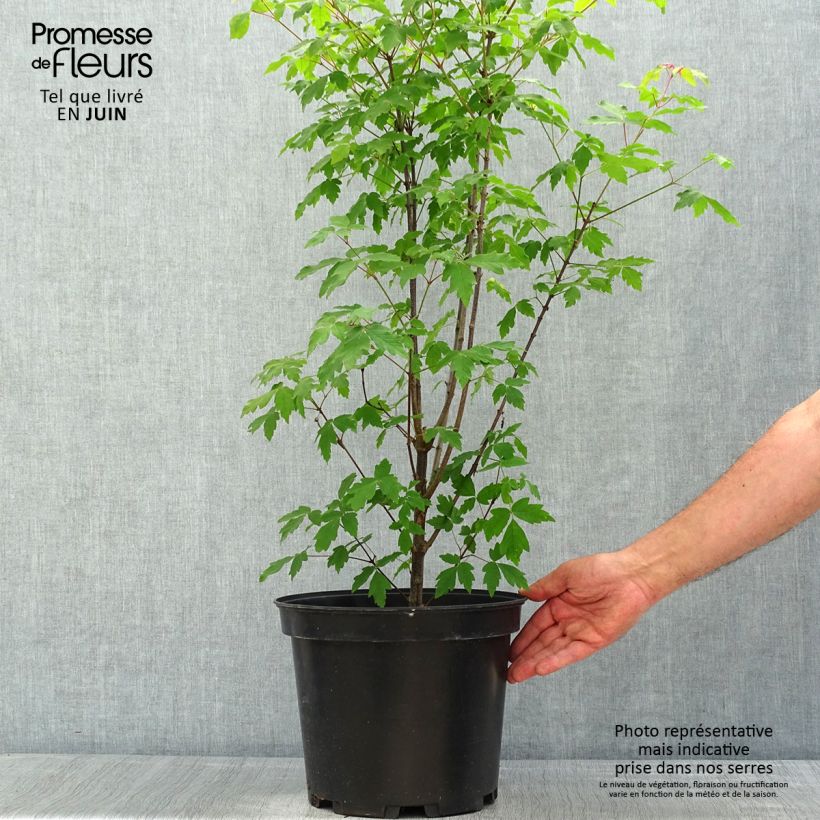 Acer griseum - Acero grigio Vaso da 7,5L/10L esemplare consegnato in primavera