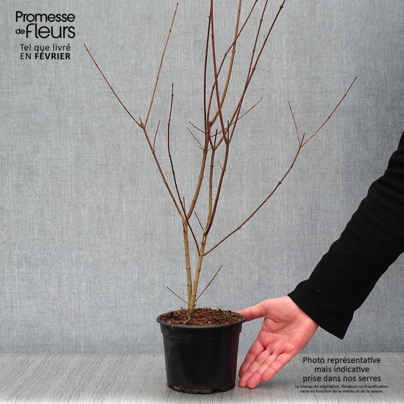 Acer campestre Vaso da 2L/3L esemplare consegnato in inverno