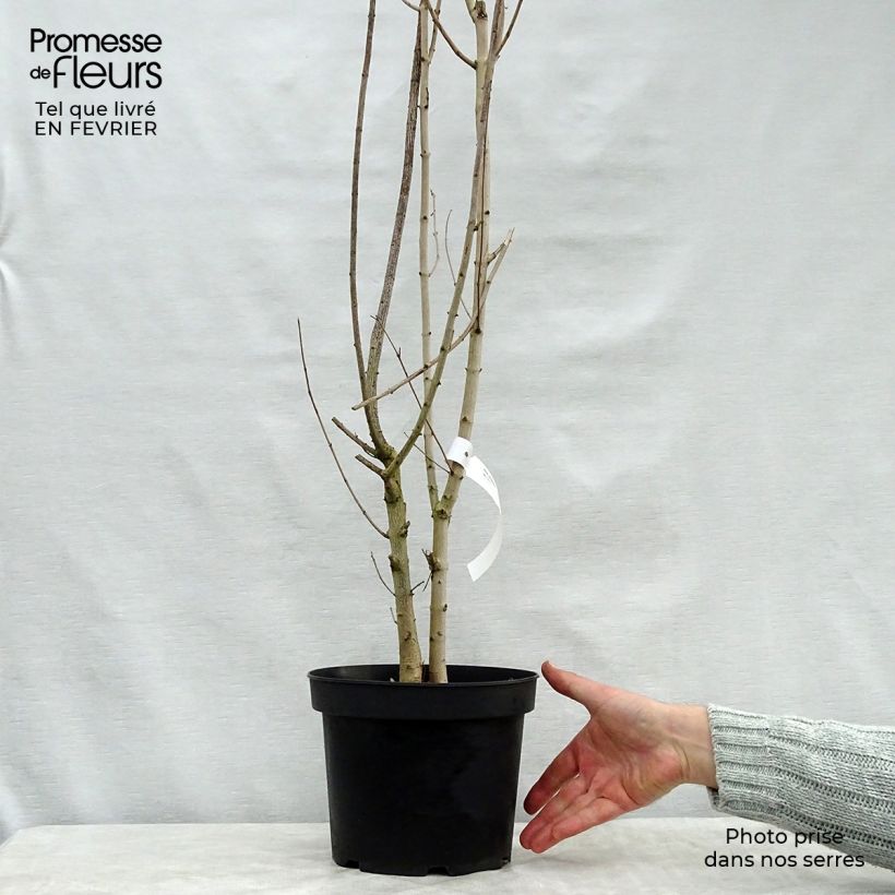 Acer campestre Vaso da 4L/5L esemplare consegnato in inverno