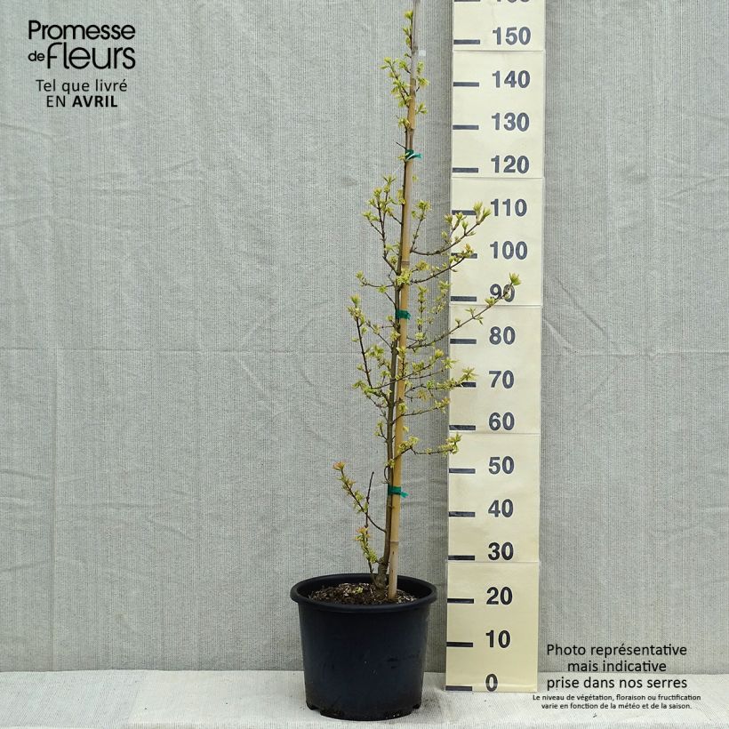 Acer campestre Carnival Vaso da 12L/15L esemplare consegnato in primavera