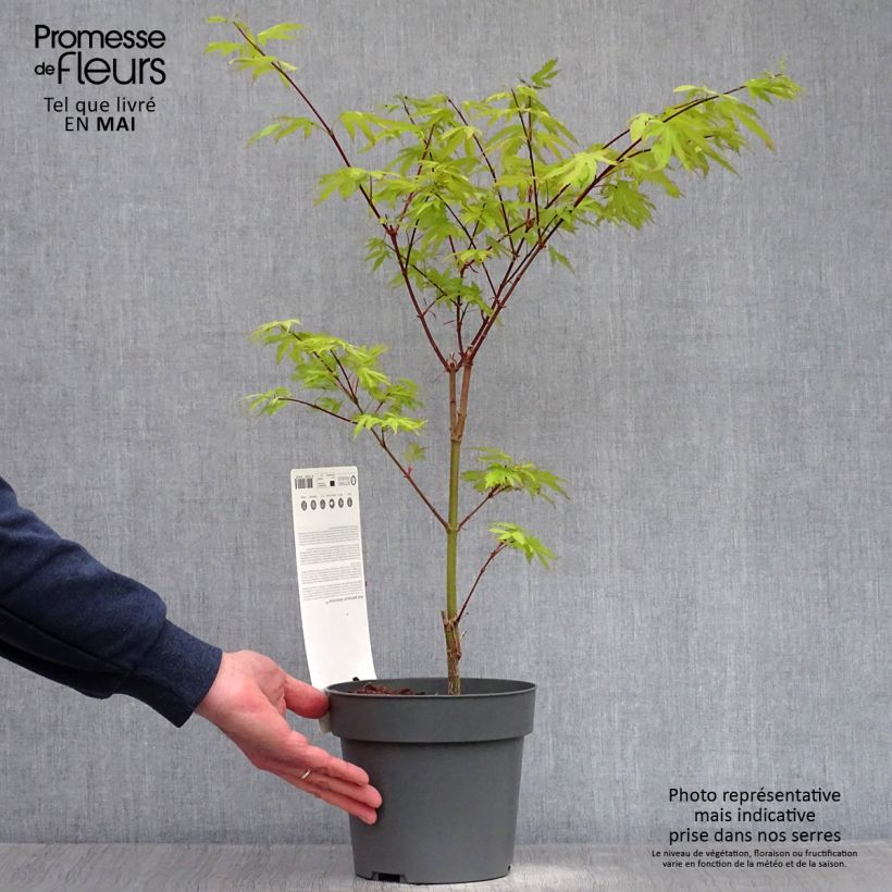 Acer palmatum Anne Irene - Acero giapponese Vaso da 2L/3L esemplare consegnato in primavera