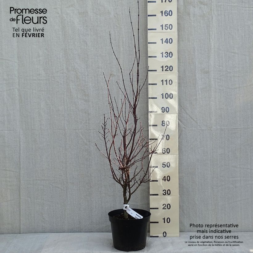 Acer palmatum Atropurpureum - Acero rosso giapponese Vaso da 4L/5L esemplare consegnato in inverno