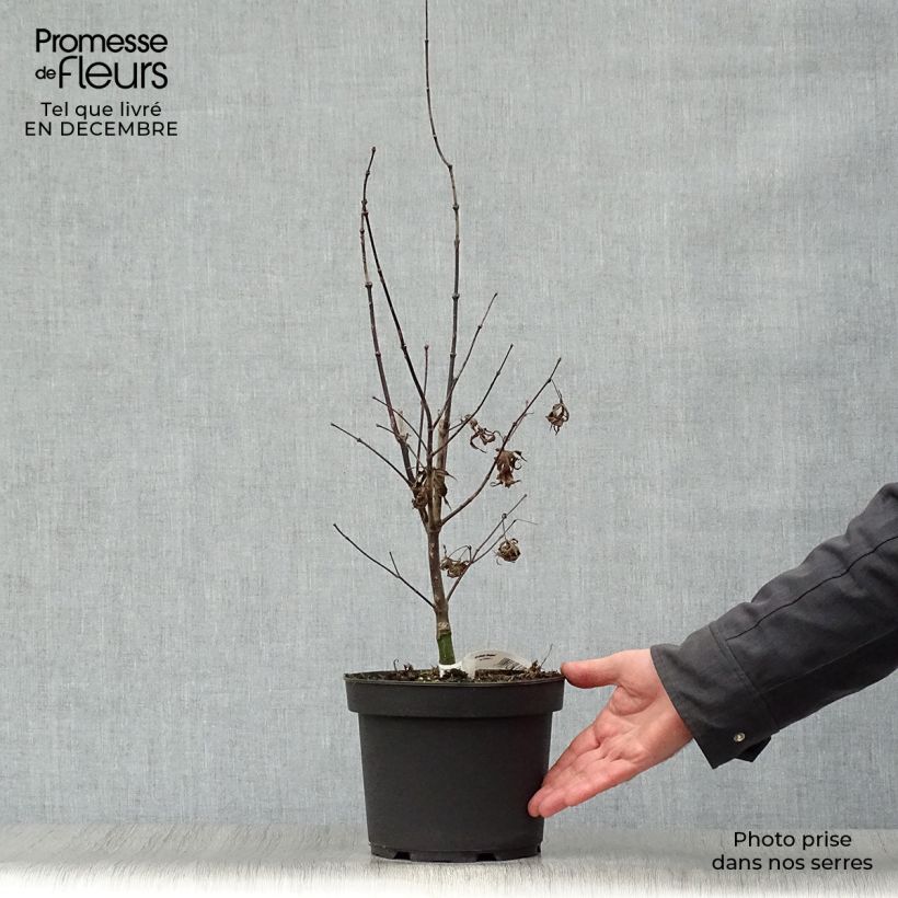 Acer palmatum Bloodgood - Acero giapponese Vaso da 3L/4L esemplare consegnato in inverno