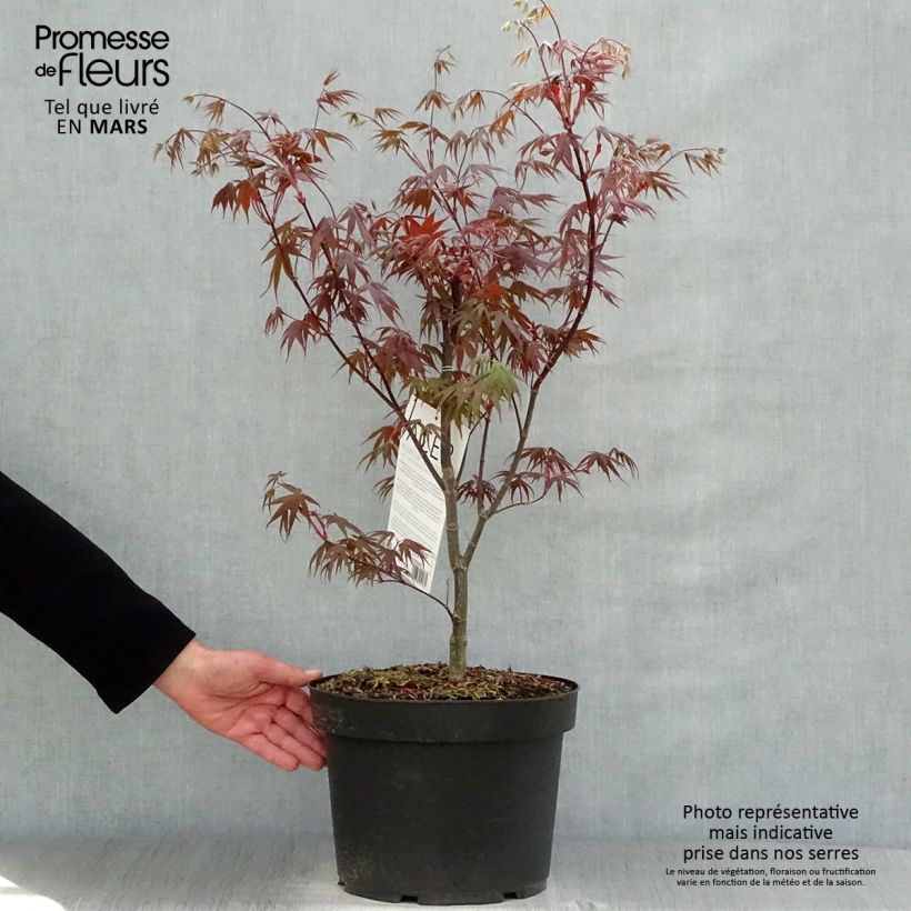 Acer palmatum Bloodgood - Acero giapponese Vaso da 7,5L/10L esemplare consegnato in primavera