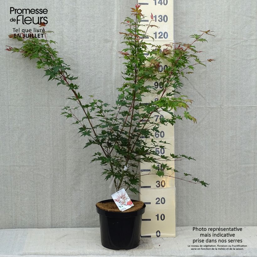 Esemplare di Acer palmatum Brown Sugar - Acero giapponese Vaso da 7,5L/10L consegnato in estate