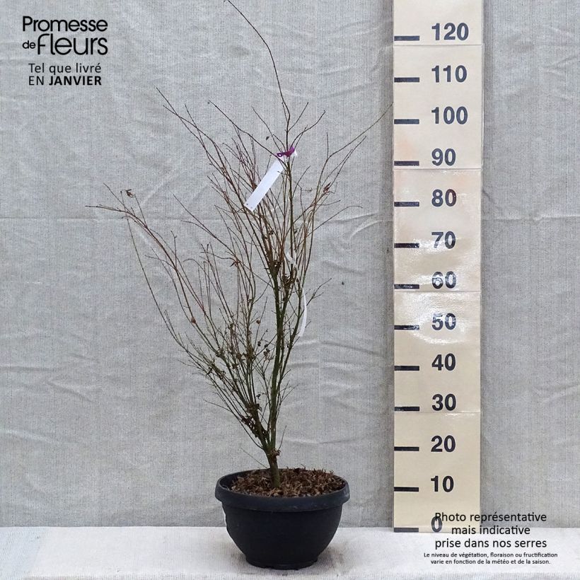 Acer palmatum Butterfly - Acero giapponese Vaso da 7,5L/10L esemplare consegnato in inverno