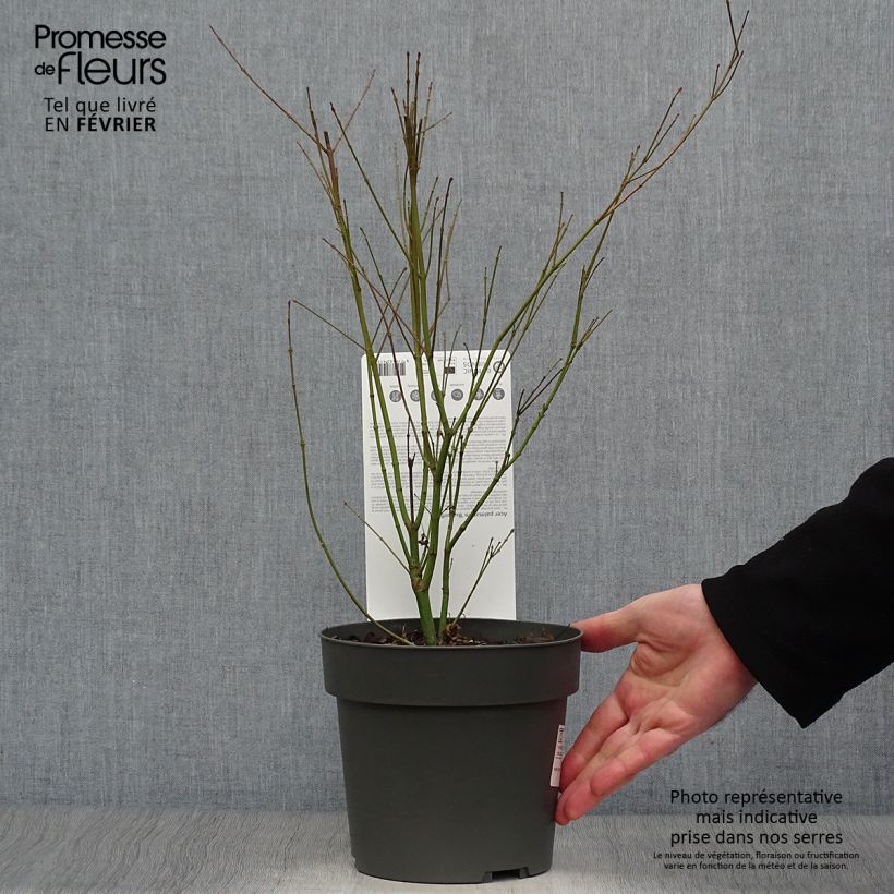 Acer palmatum Butterfly - Acero giapponese Vaso da 2L/3L esemplare consegnato in inverno