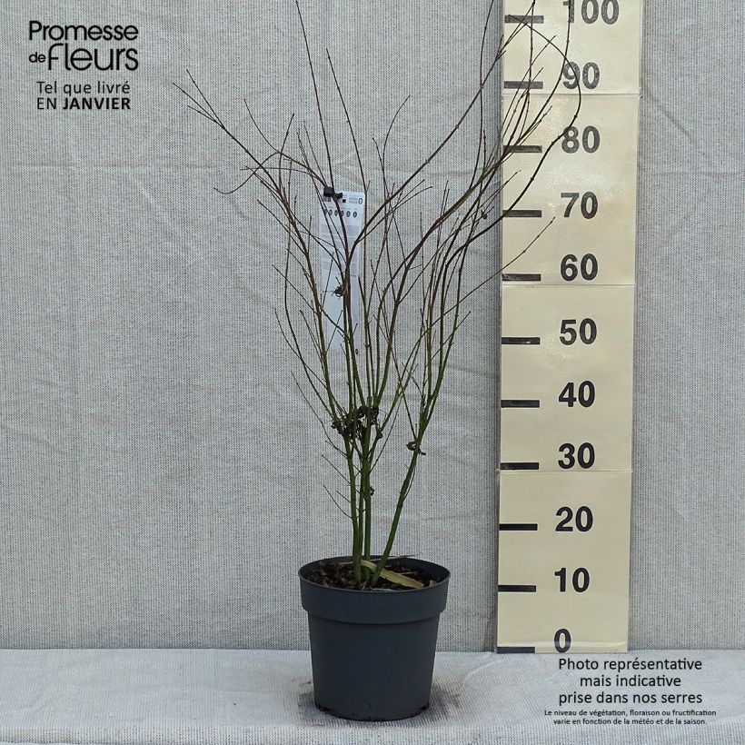 Acer palmatum Butterfly - Acero giapponese Vaso da 4L/5L esemplare consegnato in inverno