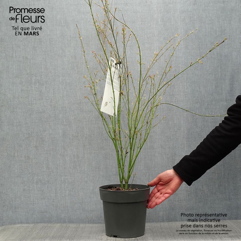 Acer palmatum Butterfly - Acero giapponese Vaso da 4L/5L esemplare consegnato in primavera