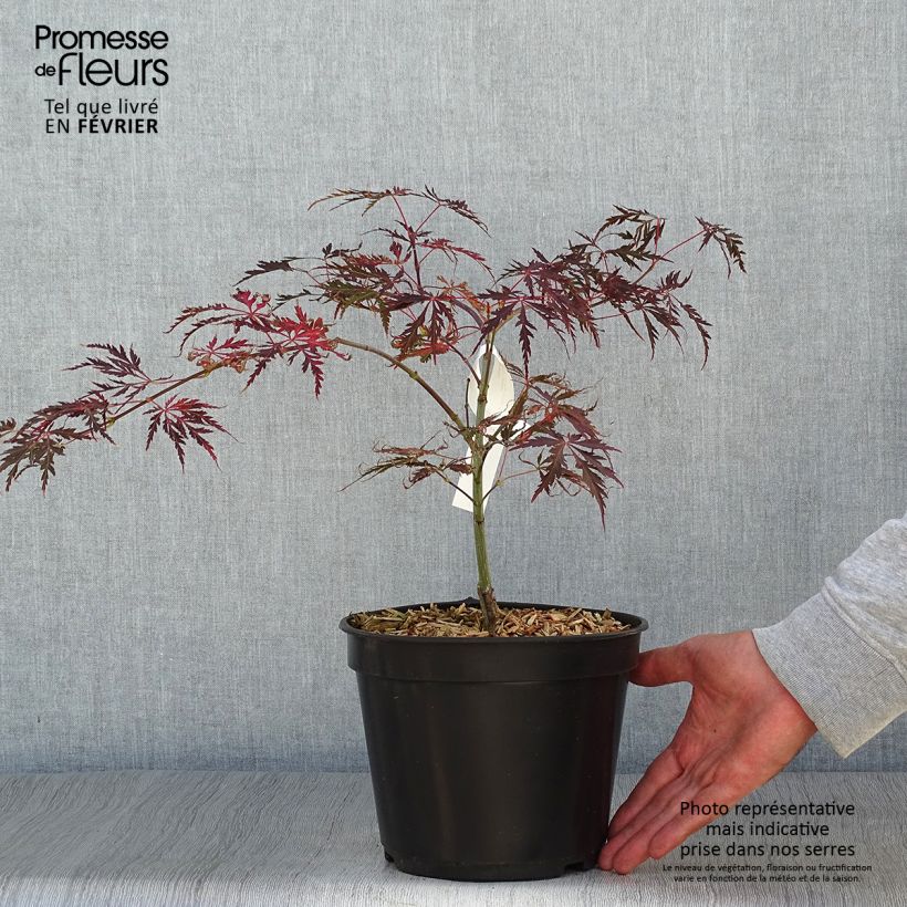 Esemplare di Acer palmatum Crimson Queen - Acero giapponese Vaso da 2L/3L come consegnato in autunno