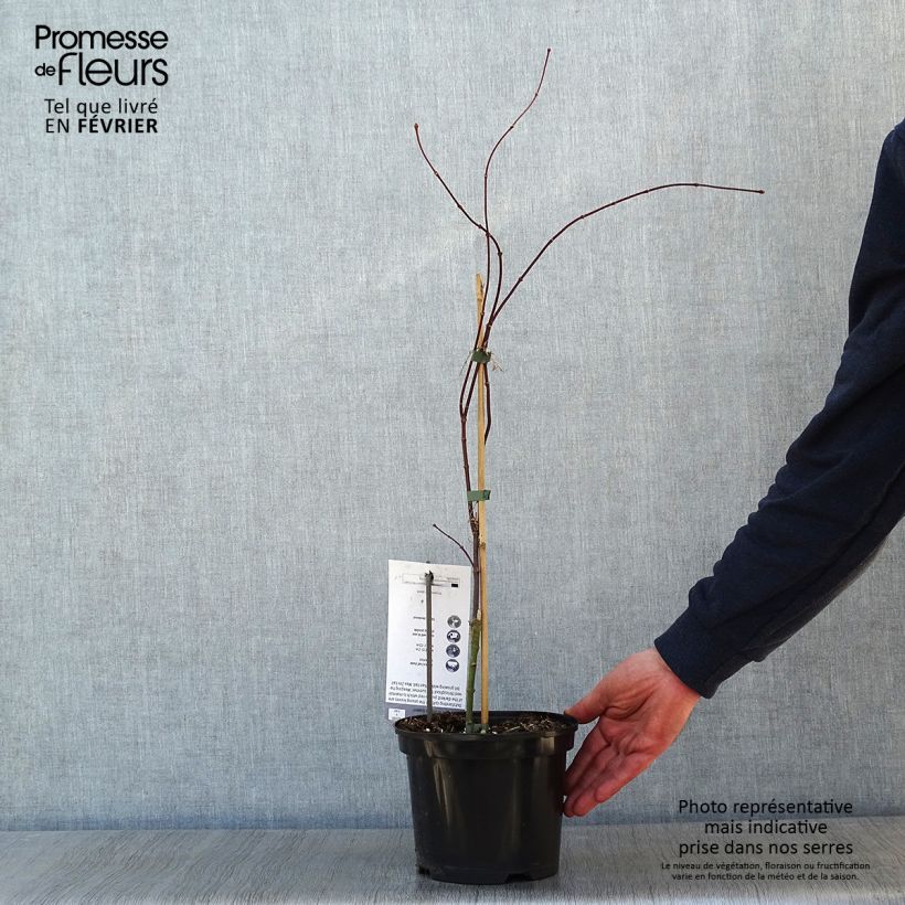 Acer palmatum Crimson Queen - Acero giapponese Vaso da 2L/3L esemplare consegnato in inverno