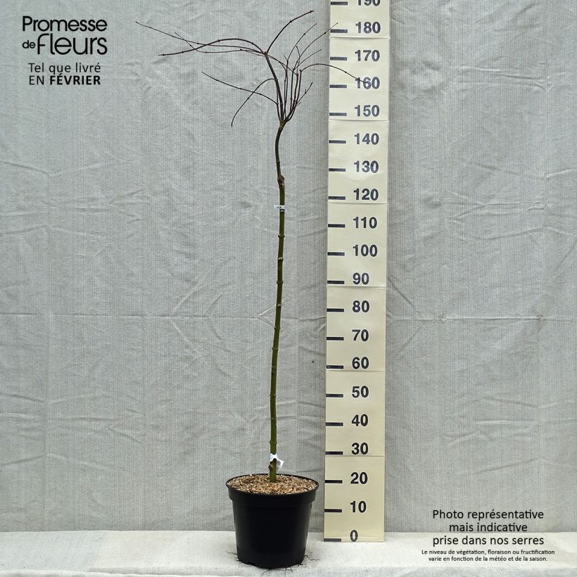 Acer palmatum Dissectum Tamukeyama - Acero giapponese Vaso da 7,5L/10L esemplare consegnato in inverno