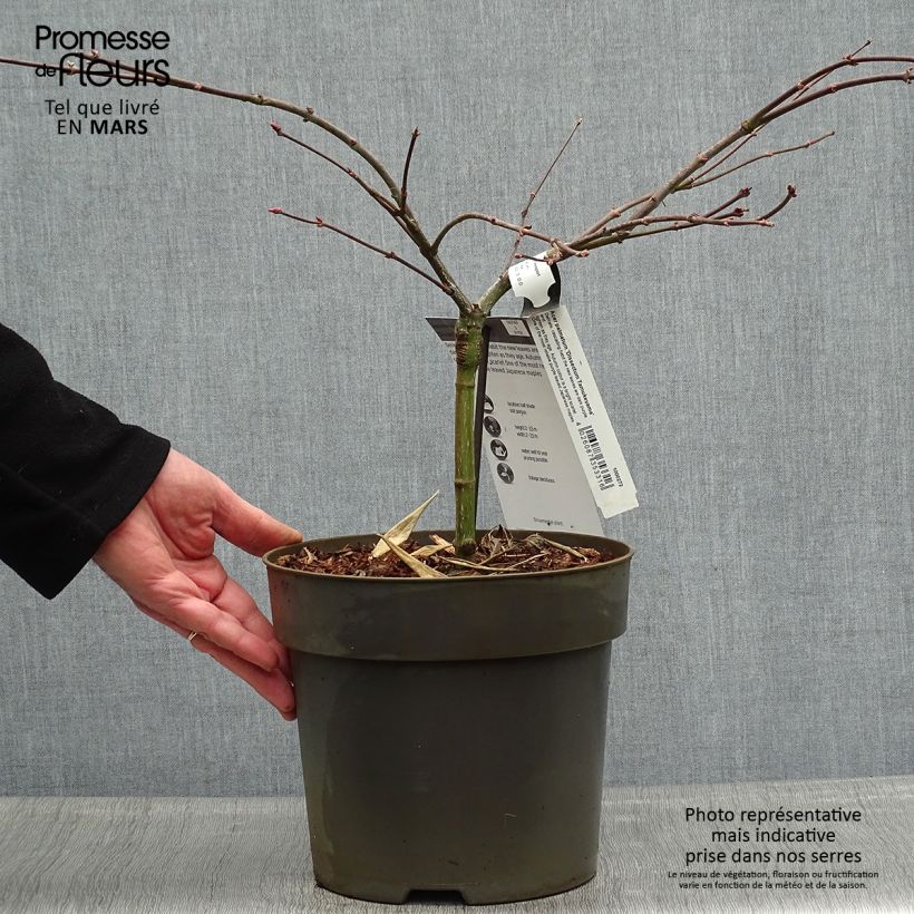 Acer palmatum Dissectum Tamukeyama - Acero giapponese Vaso da 4L/5L esemplare consegnato in primavera