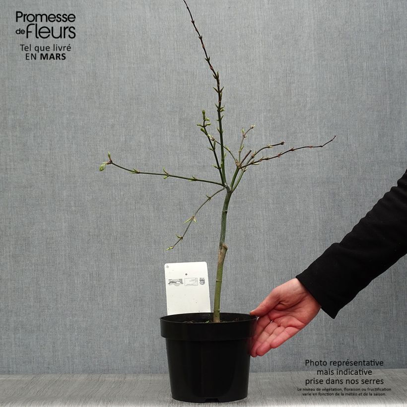 Acer palmatum Dissectum - Acero giapponese Vaso da 3L/4L esemplare consegnato in primavera