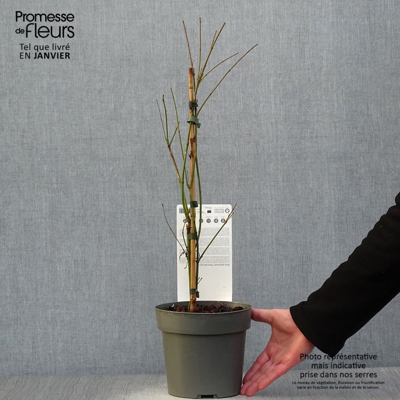 Acer palmatum Emerald Lace - Acero giapponese Vaso da 7,5L/10L esemplare consegnato in inverno