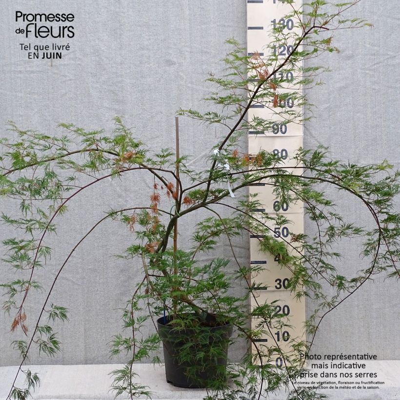Esemplare di Acer palmatum Emerald Lace - Acero giapponese Vaso da 7,5L/10L consegnato in estate