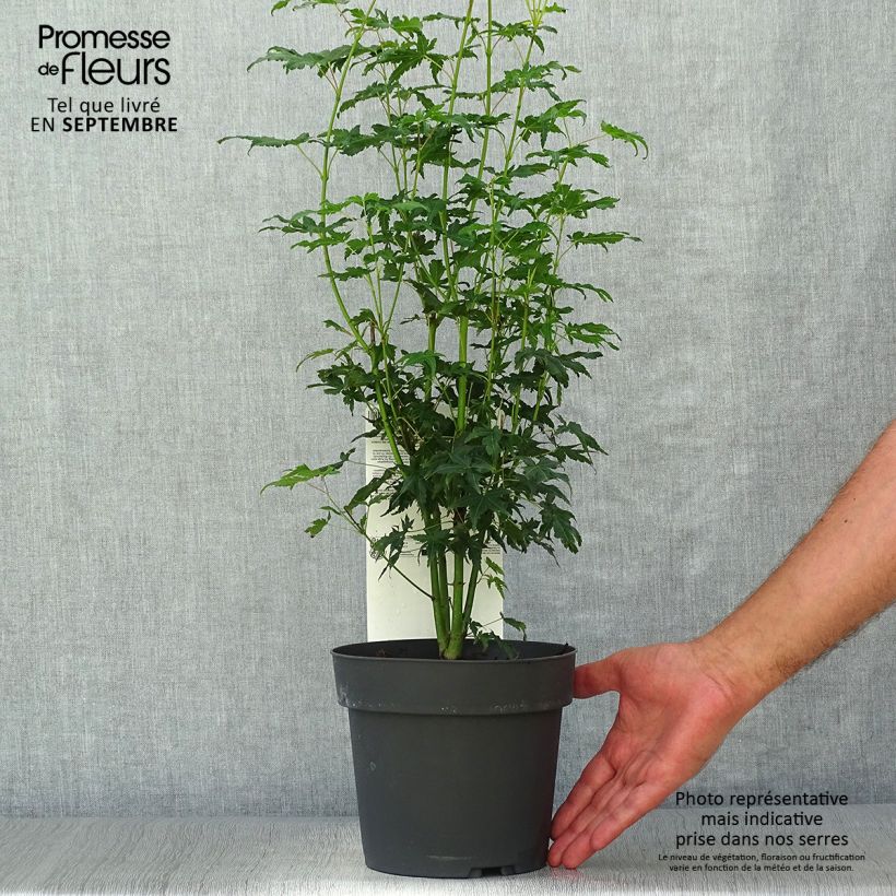 Esemplare di Acer palmatum Going Green - Acero giapponese Vaso da 3L/4L come consegnato in autunno