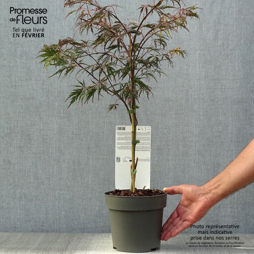 Esemplare di Acer palmatum Dissectum Inaba-Shidare - Acero giapponese Vaso da 3L/4L come consegnato in autunno
