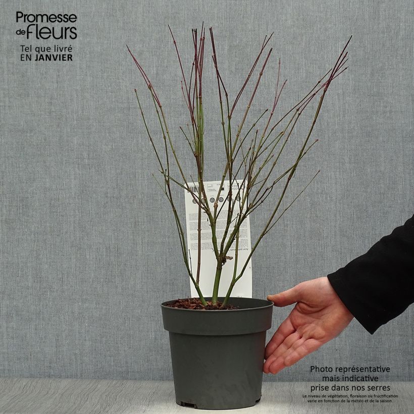 Acer palmatum Little Princess - Acero giapponese Vaso da 2L/3L esemplare consegnato in inverno