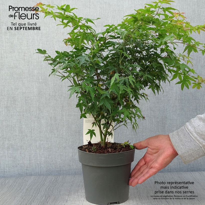 Esemplare di Acer palmatum Little Princess - Acero giapponese Vaso da 2L/3L come consegnato in autunno