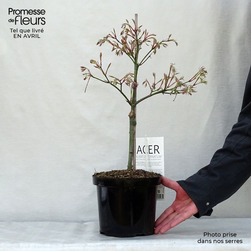 Acer palmatum Dissectum Ornatum - Acero giapponese Vaso da 4L/5L esemplare consegnato in primavera