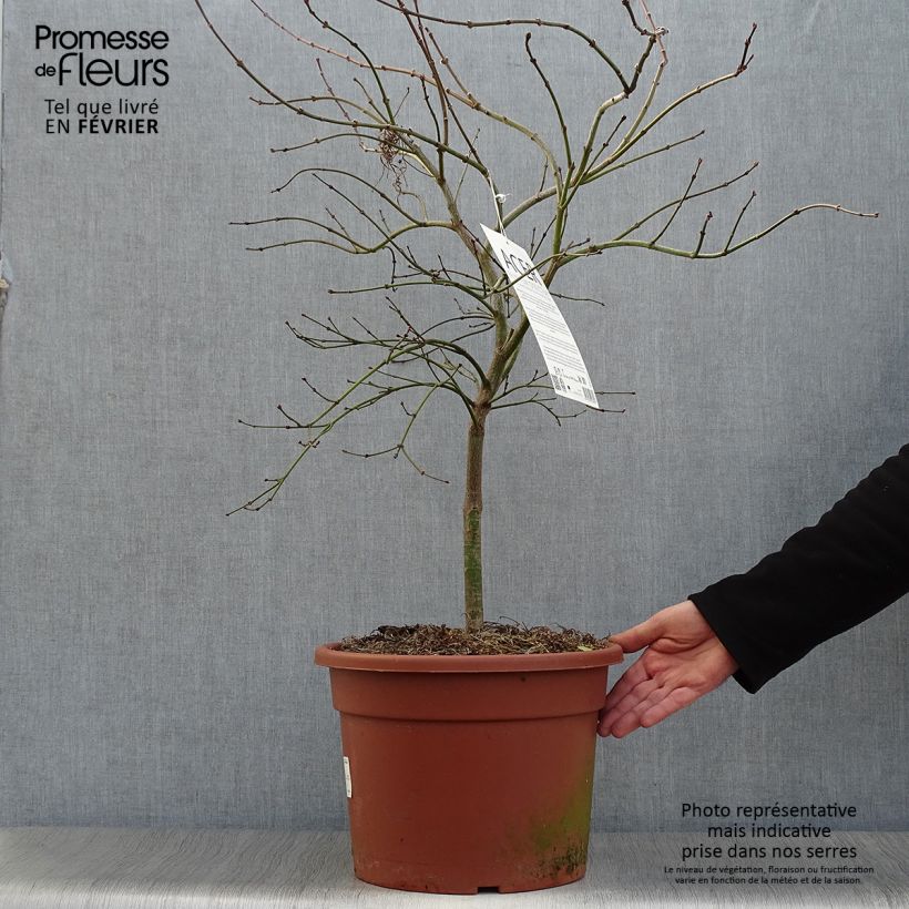 Acer palmatum Osakazuki - Acero giapponese Vaso da 3L/4L esemplare consegnato in inverno