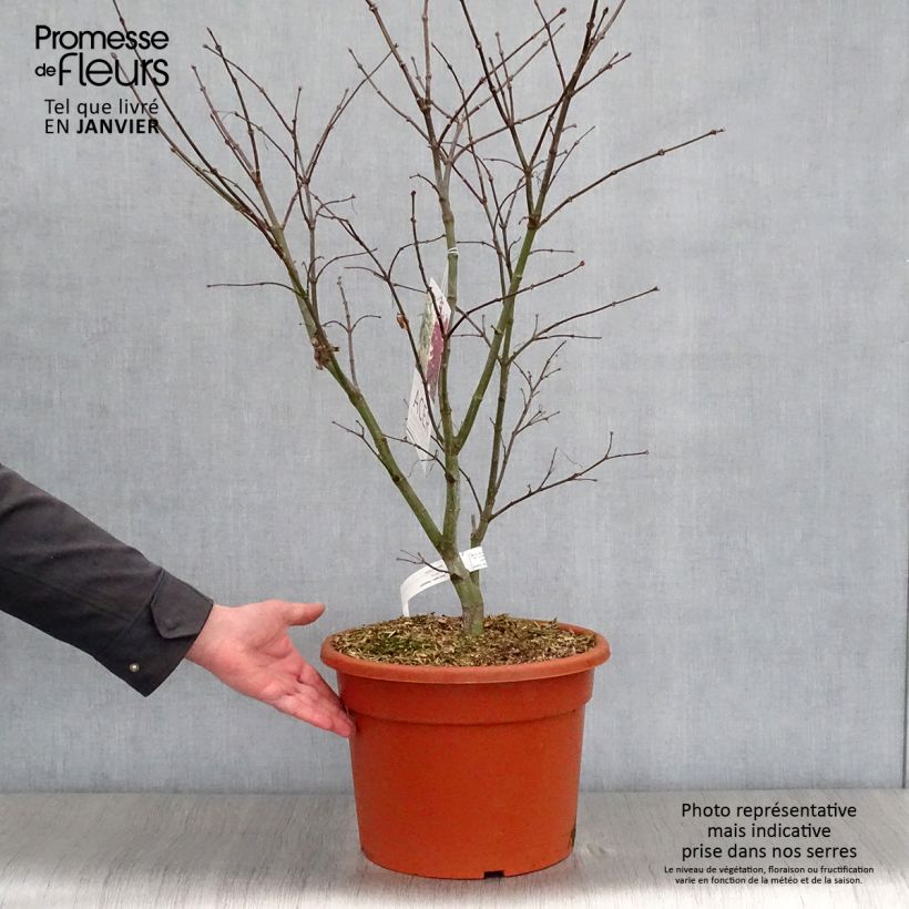 Acer palmatum Osakazuki - Acero giapponese Vaso da 7,5L/10L esemplare consegnato in inverno