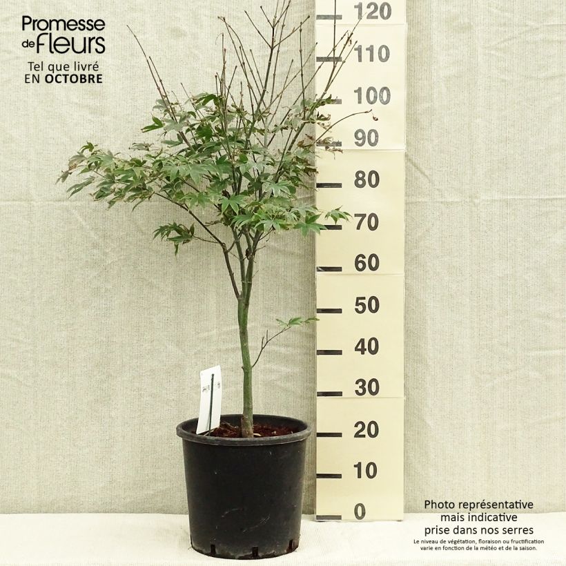 Esemplare di Acer palmatum Osakazuki - Acero giapponese Vaso da 7,5L/10L come consegnato in autunno