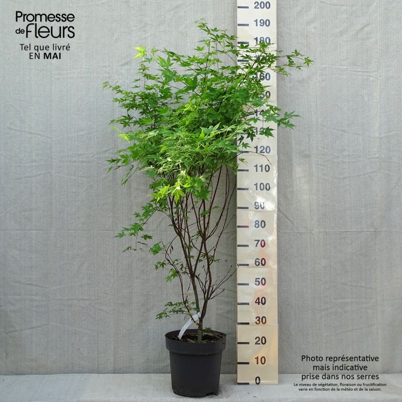 Acer palmatum Osakazuki - Acero giapponese Vaso da 7,5L/10L esemplare consegnato in primavera