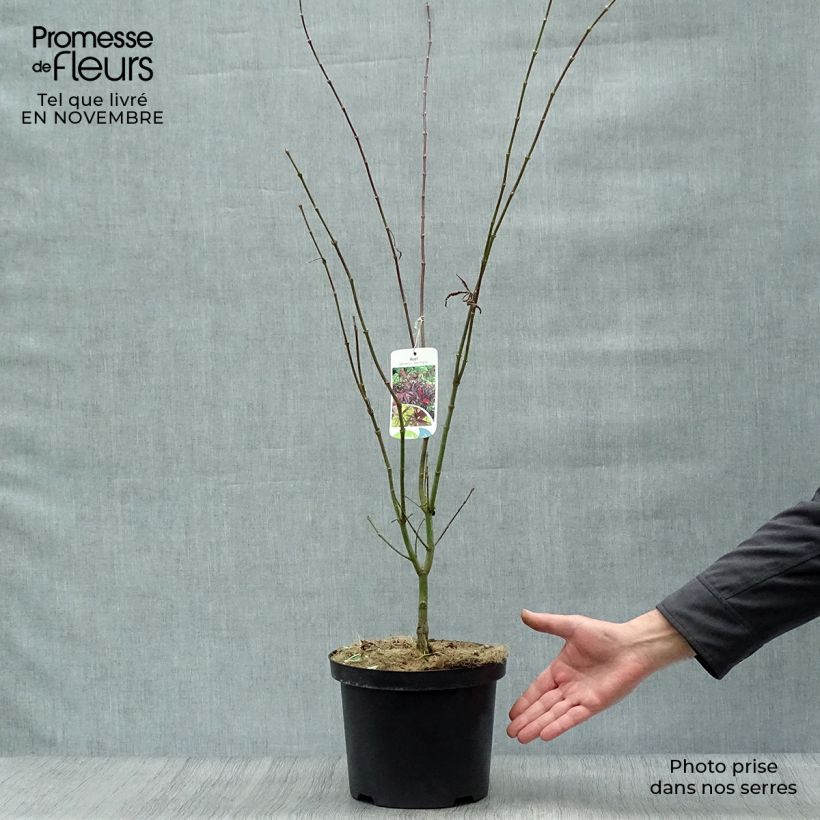 Esemplare di Acer palmatum Red Pygmy - Acero giapponese Vaso da 3L/4L come consegnato in autunno