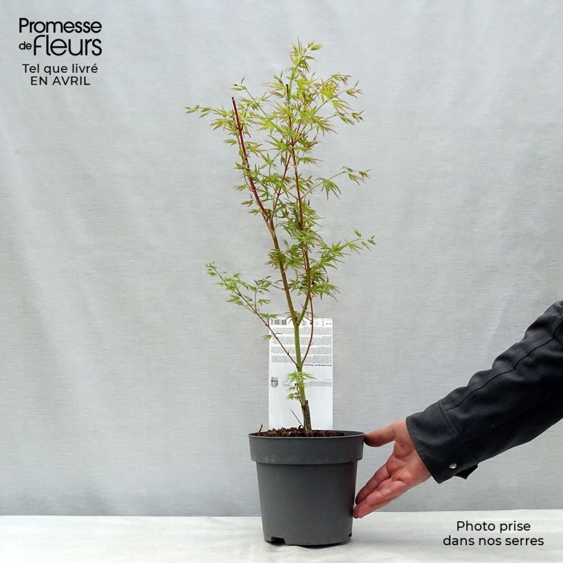Acer palmatum Sangokaku - Acero giapponese Vaso da 2L/3L esemplare consegnato in primavera