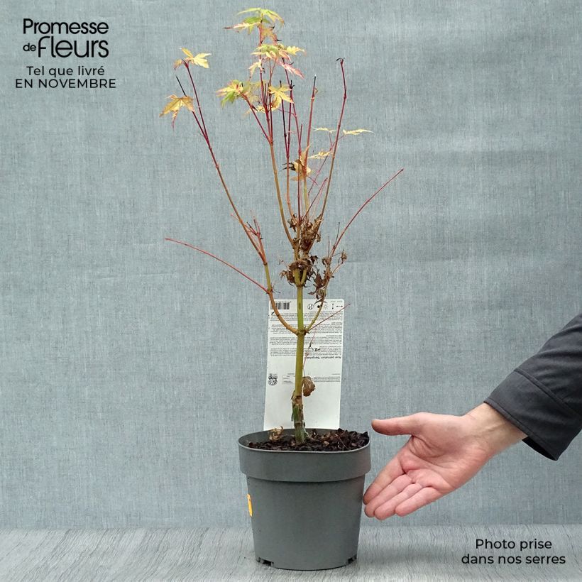 Esemplare di Acer palmatum Sangokaku - Acero giapponese Vaso da 2L/3L come consegnato in autunno